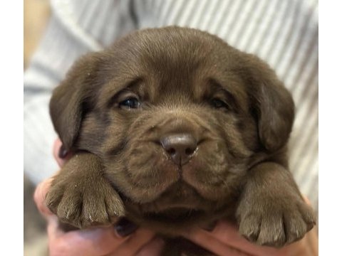 Çikolata ve şampanya labrador yavrularım