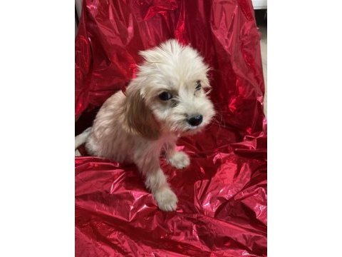 Antalya maltipoo yavrusu
