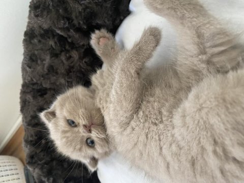 15 haziran doğumlu 3.5 aylık yavru british shorthair bebek