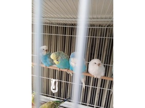 Şov jumbo yavru muhabbet kuşu