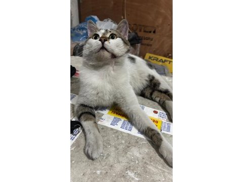 Mırmır kedimiz yuva arıyor kayseri ve çevre iller