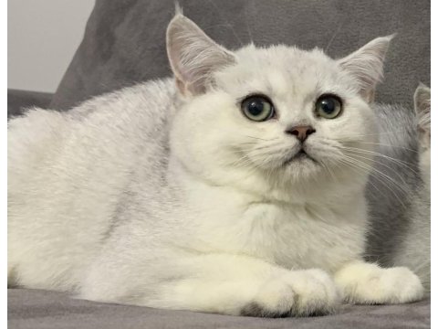 Eşsiz kalite british shorthair bebekler