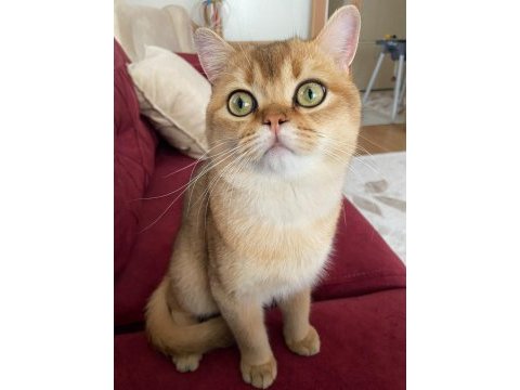 British shorthair golden