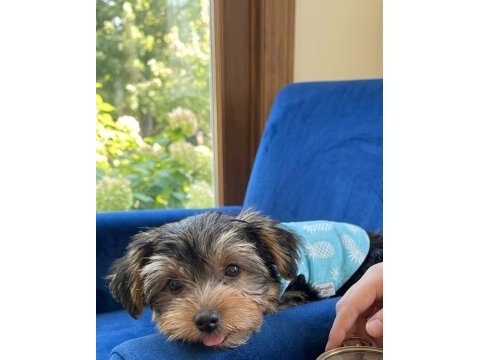 Tuvalet eğitimi tam köpeğimiz