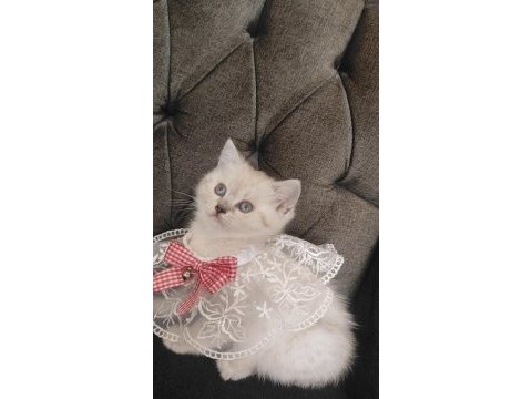 Sevecen bir british shorthair kız