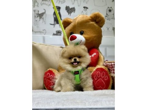 Pomeranian boo ayıcık bebekler