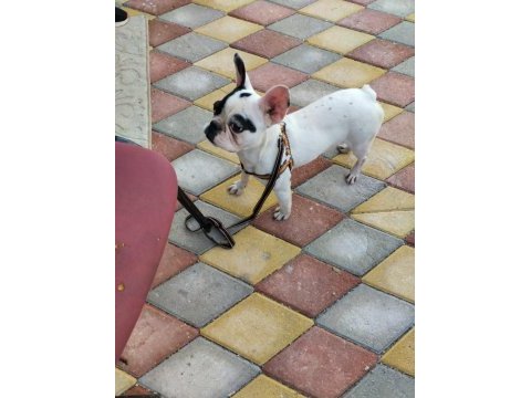 8 aylık çok akıllı bir french bulldog ismi pablo