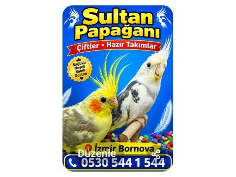 Sultan papağanı çiftler