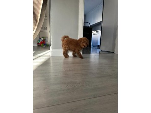 Poodle köpeğimize acil ömürlük yuva