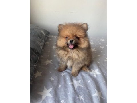 2 aylık pomeranian boo