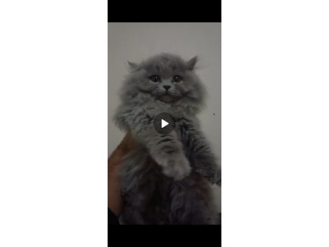 British longhair