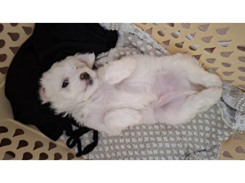 2 aylık sevimli kartopu maltipoo oğlum