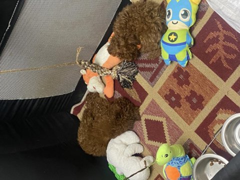 2 buçuk aylık kore poodle yavrular