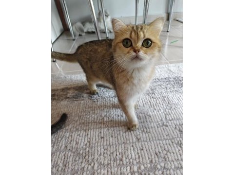 Golden british shorthair kısır kedi ücretsiz