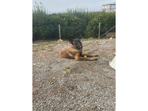 Üst düzey orijinal belçika malinois erkek