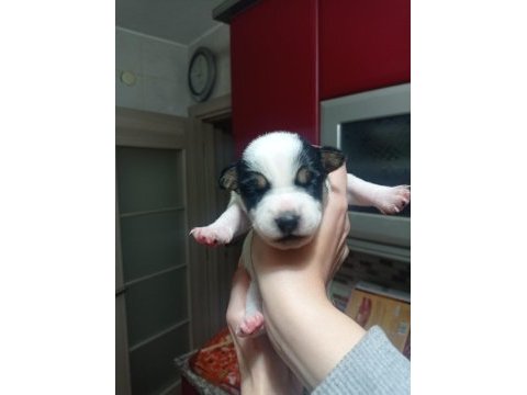 Jack russell terrier 40 günlük yavru