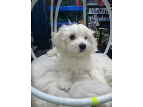 4 aylık sıfır numara erkek yavrumuz maltese terrier