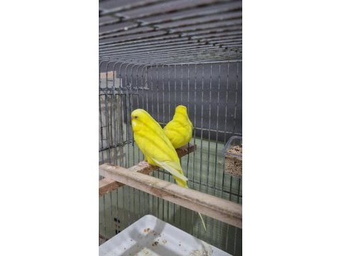 Lutino ve beyaz takım muhabbet kuşu