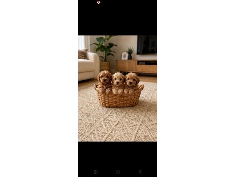 Toy poodle sevımlı yavrularım