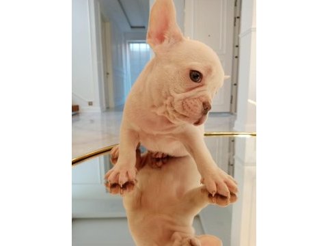 A kaliteli zeki oyuncu egzotik french bulldog yavrularım
