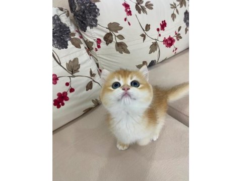 Çok güzel golden british shorthair bebekler
