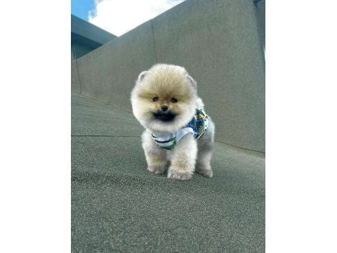 Ayı sırat pomeranian boo yavrular