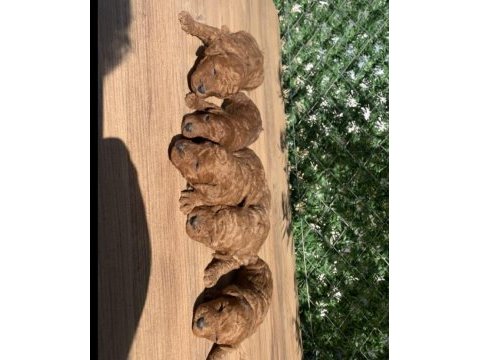 A+++ safkan toy poodle yavrularım