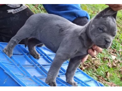 Cane corso yavruları mükemmel arayanlara