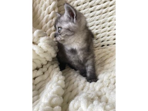British shorthair yavru kedim