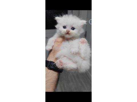British longhair kedisi