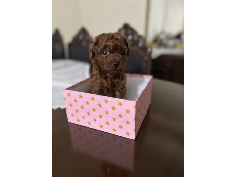 Erkek kalıte poodle yavruları