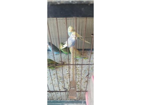 Yeni yeme inmiş bebek muhabbetler