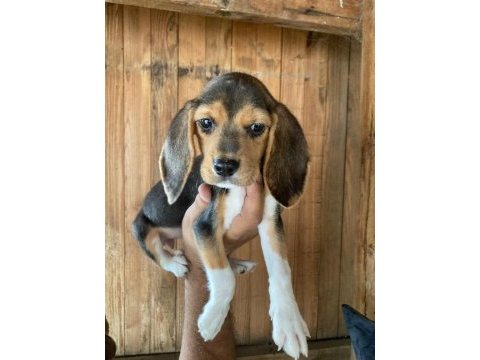 Beagle bebişler