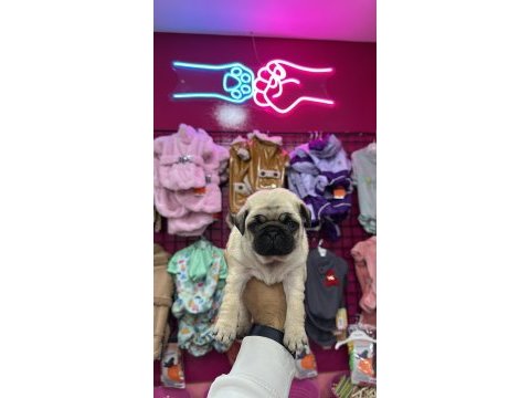 A kalite pug mops yavrular
