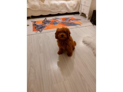 Erkek poodle ankara 2 aylık