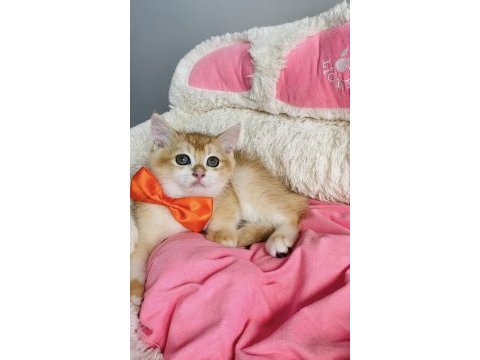 Degerının altında golden ny12 brıtısh shorthair 