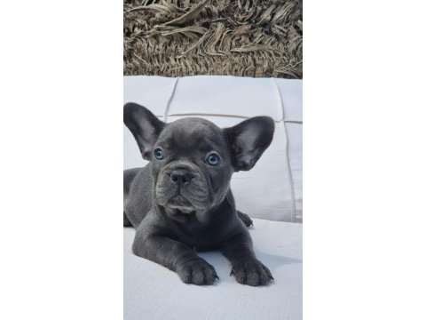 Blue french bulldog yavruları istanbul 