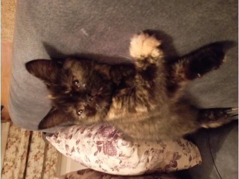Dişi exotic shorthair ücretsiz
