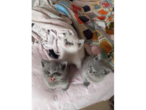 British shorthair kedimiz