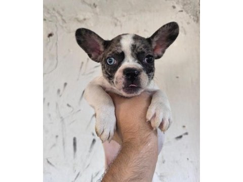 Kaliteli ve özel renkli french bulldog yavrular