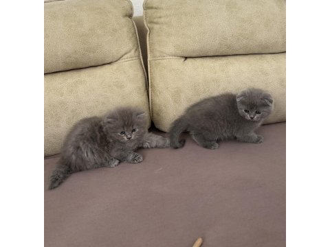 50 günlük british longhair bebeğim