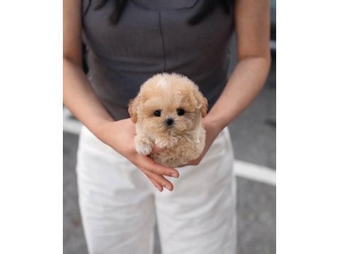 Karamel maltipoo