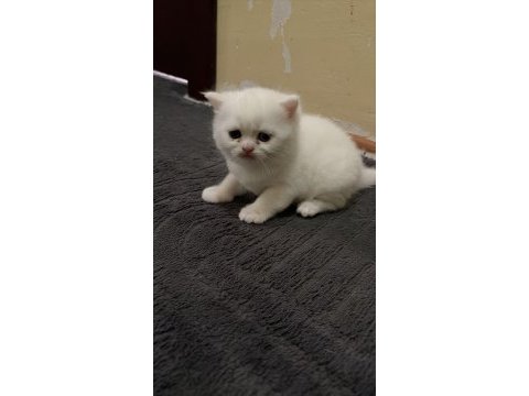 Pamuk şeker british shorthair oğlumuz