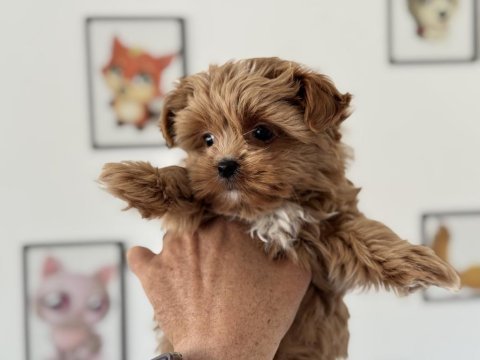 Wc eğitimli tea cup morkie yavrumuz