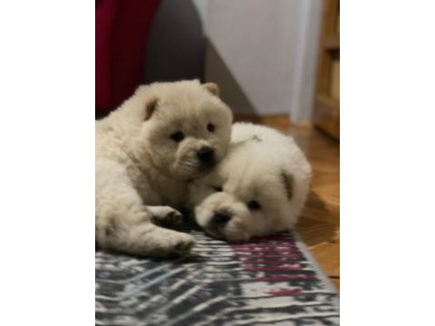 Orjinal ırk garantili chow chow yavrular