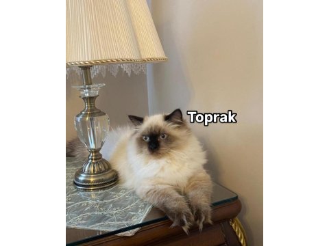 Kedimiz toprak ragdoll