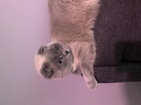 Kedimiz scottish fold (erkek)