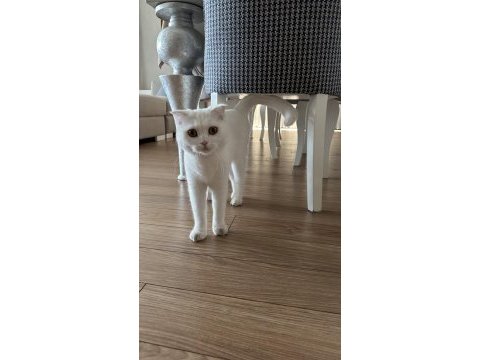Scottish fold kızımı ücretsiz sahiplendirmek istiyoruz