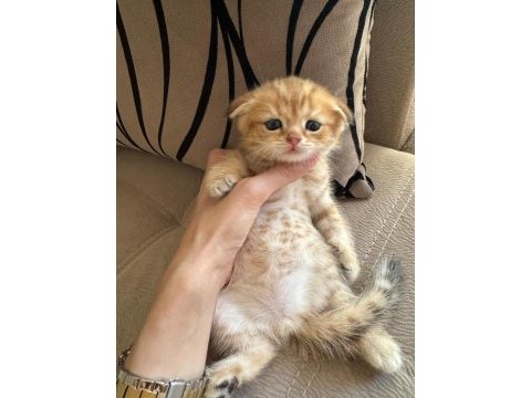 Scottish fold kedisi