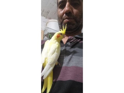 1 haftalık yeme düşmüş yavru sultan papağanı